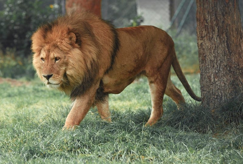 Animals & Nature